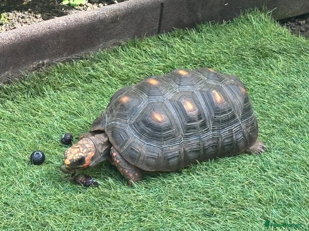 Tortoise reptiles for sale: Beautiful female red foot tortoise  in Woking - Advert 2