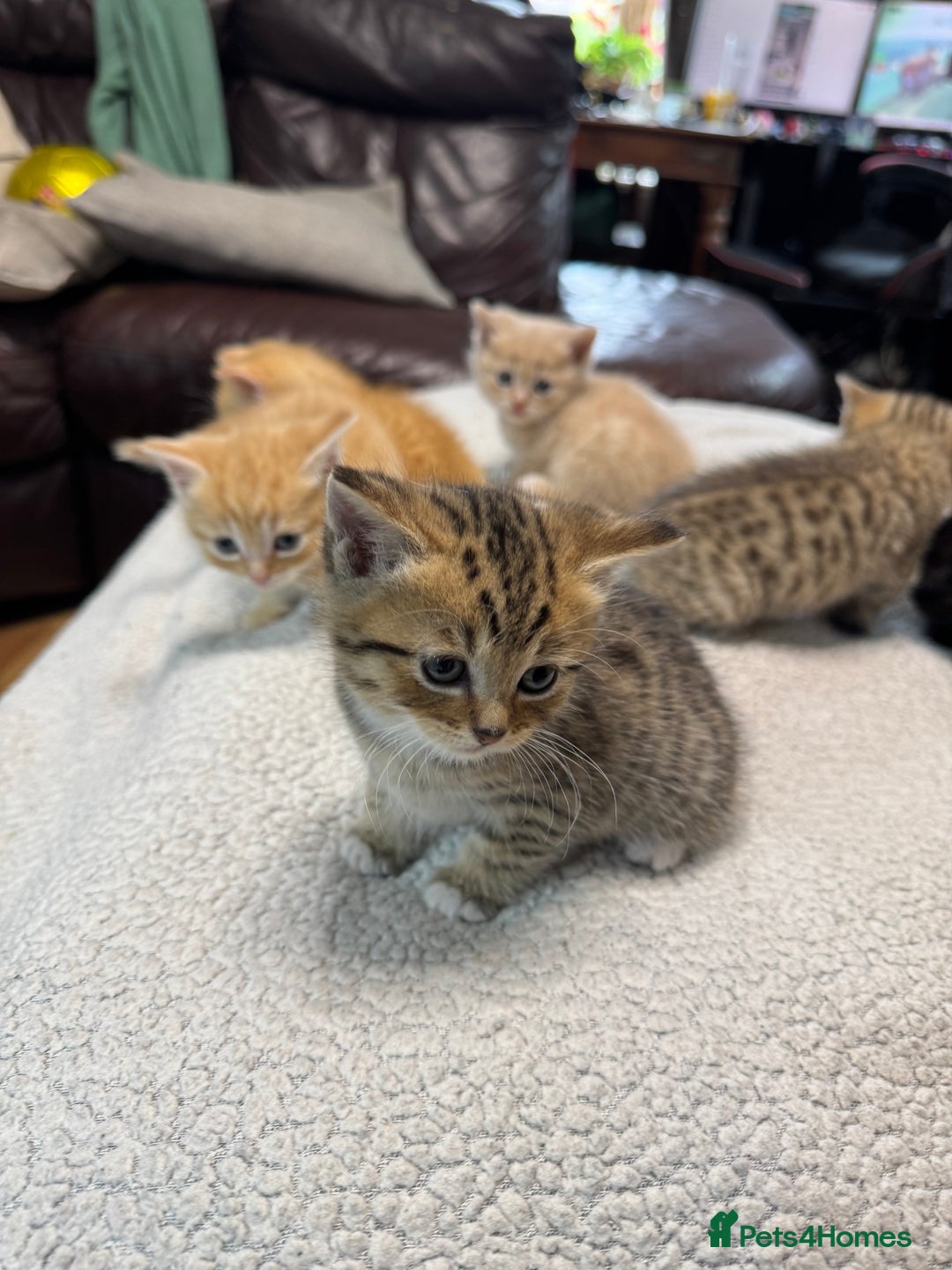 British Shorthair cats for sale: Stunning British Short Hair kittens for sale - Image 14
