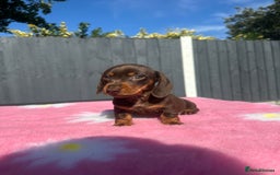 Miniature Dachshund dogs for sale: MINIATURE DACHSHUNDS REDUCED!! - Image 5
