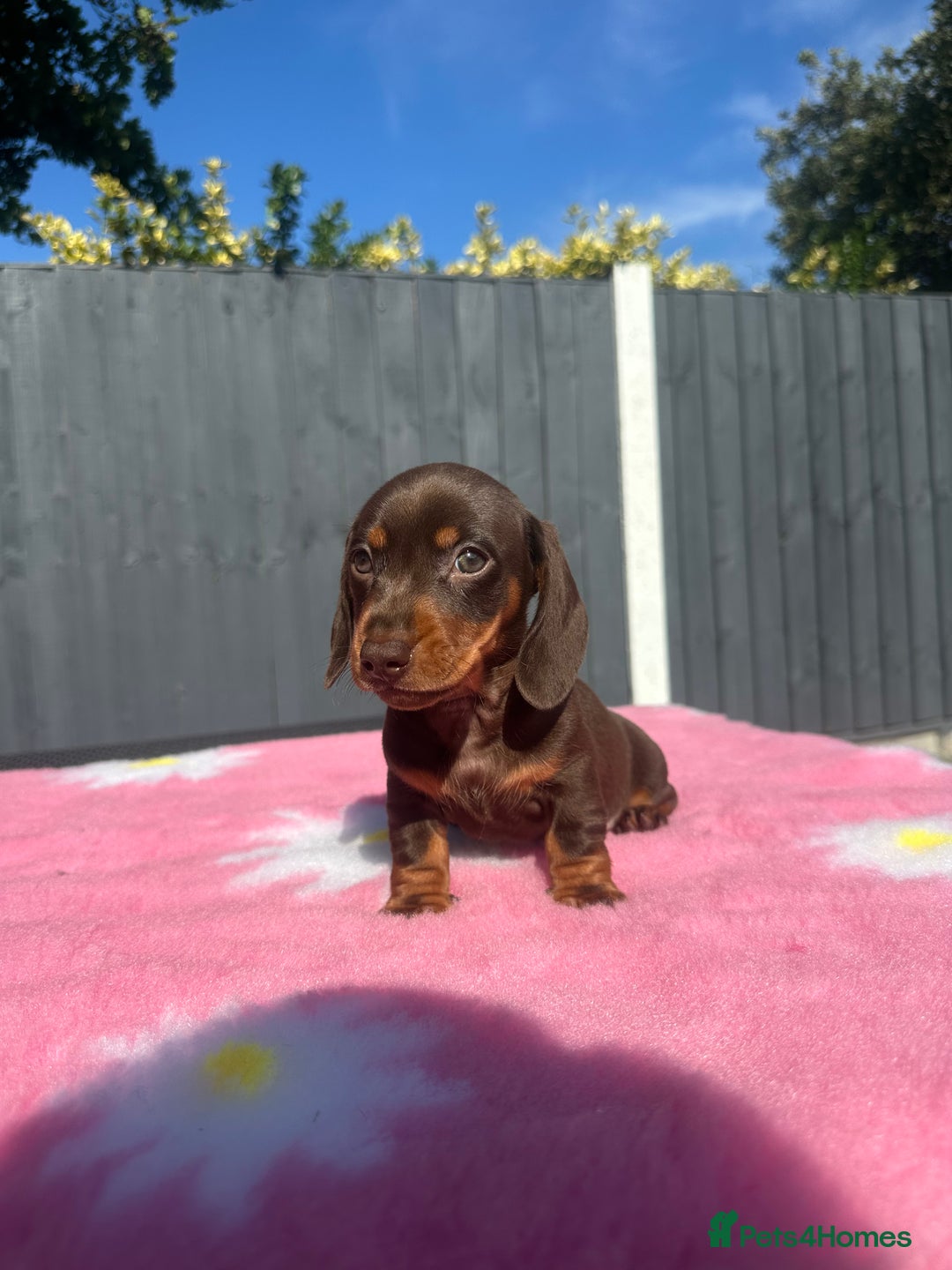 Miniature Dachshund dogs for sale: MINIATURE DACHSHUNDS REDUCED!! - Image 5