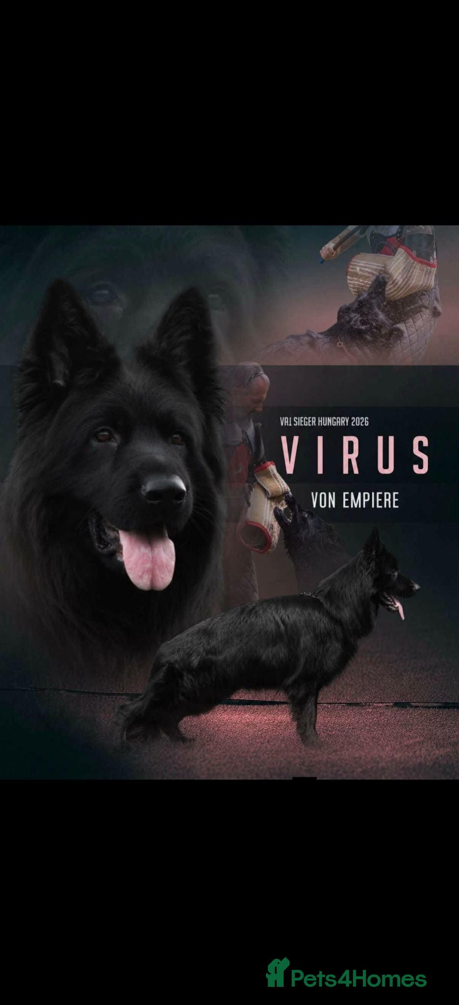 German Shepherd dogs German Shepherd Puppies (champions parents)  - Advert 1
