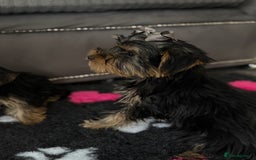 Yorkshire Terrier dogs for sale: Double vaccinated ready to leave - Image 12