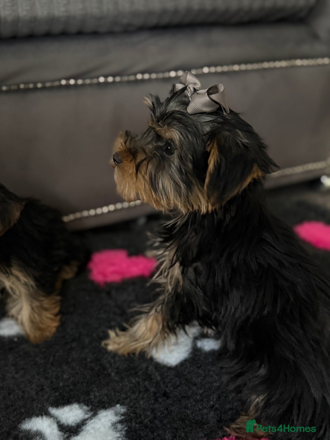 Yorkshire Terrier dogs for sale: Double vaccinated ready to leave - Image 12