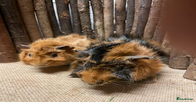 Guinea Pig rodents - Advert 13