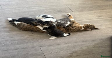 Mixed Breed cats - Advert 12