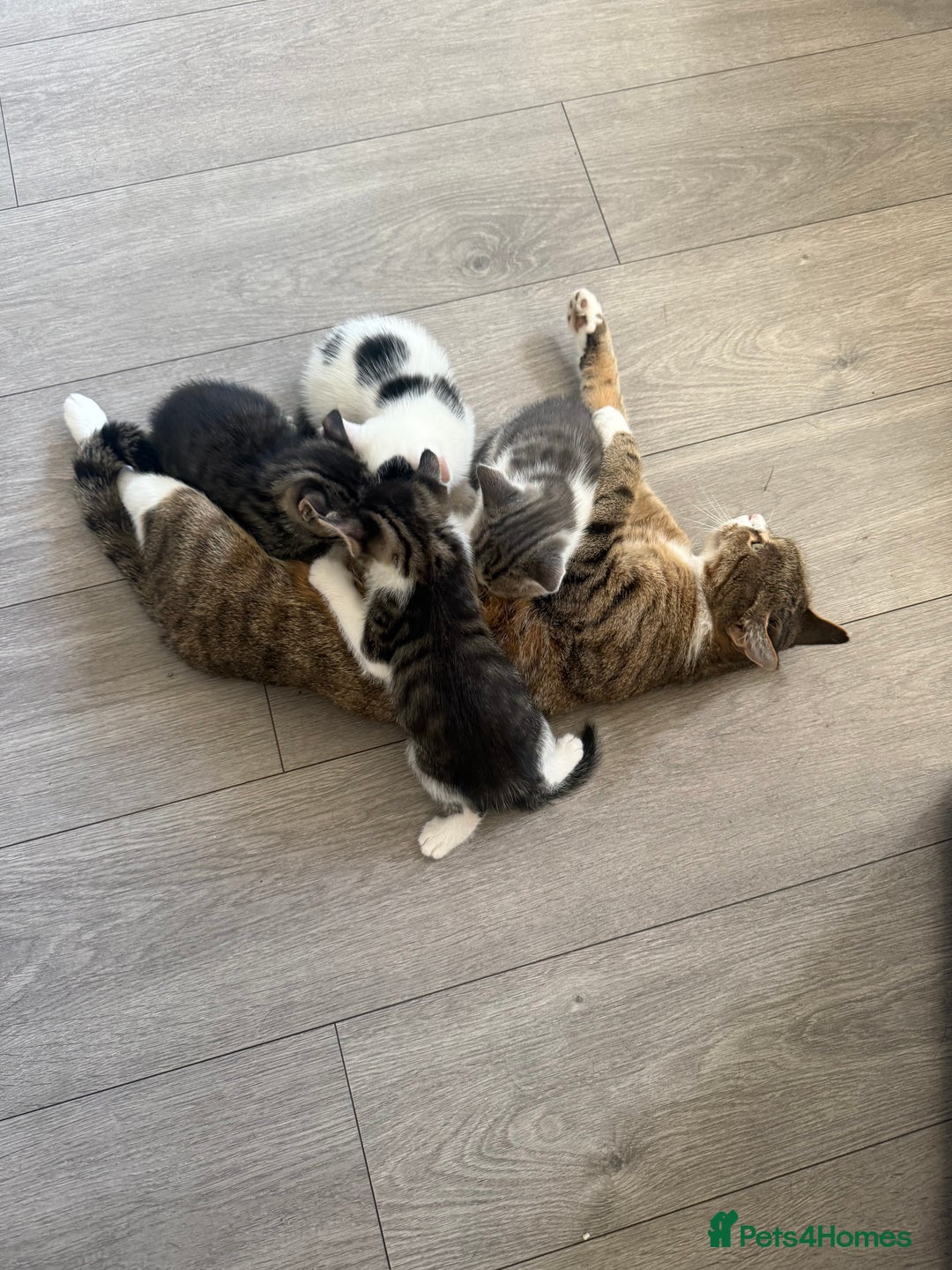 Mixed Breed cats for sale: Three beautiful kittens  - Image 3