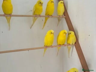 Budgerigars birds Lutino budgerigars - Advert 1