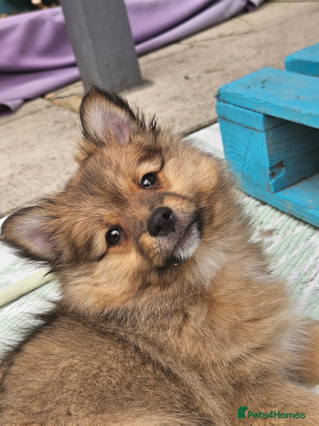 German Spitz dogs for sale: German spitz puppy girl - Image 5