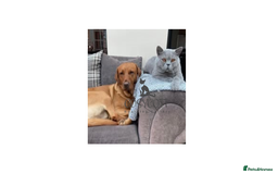 British Shorthair cats for sale: 100% Pedigree British Shorthair Kittens - Image 18