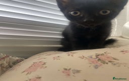 Mixed Breed cats for sale: Gorgeous Cuddly black kitten  - Image 9