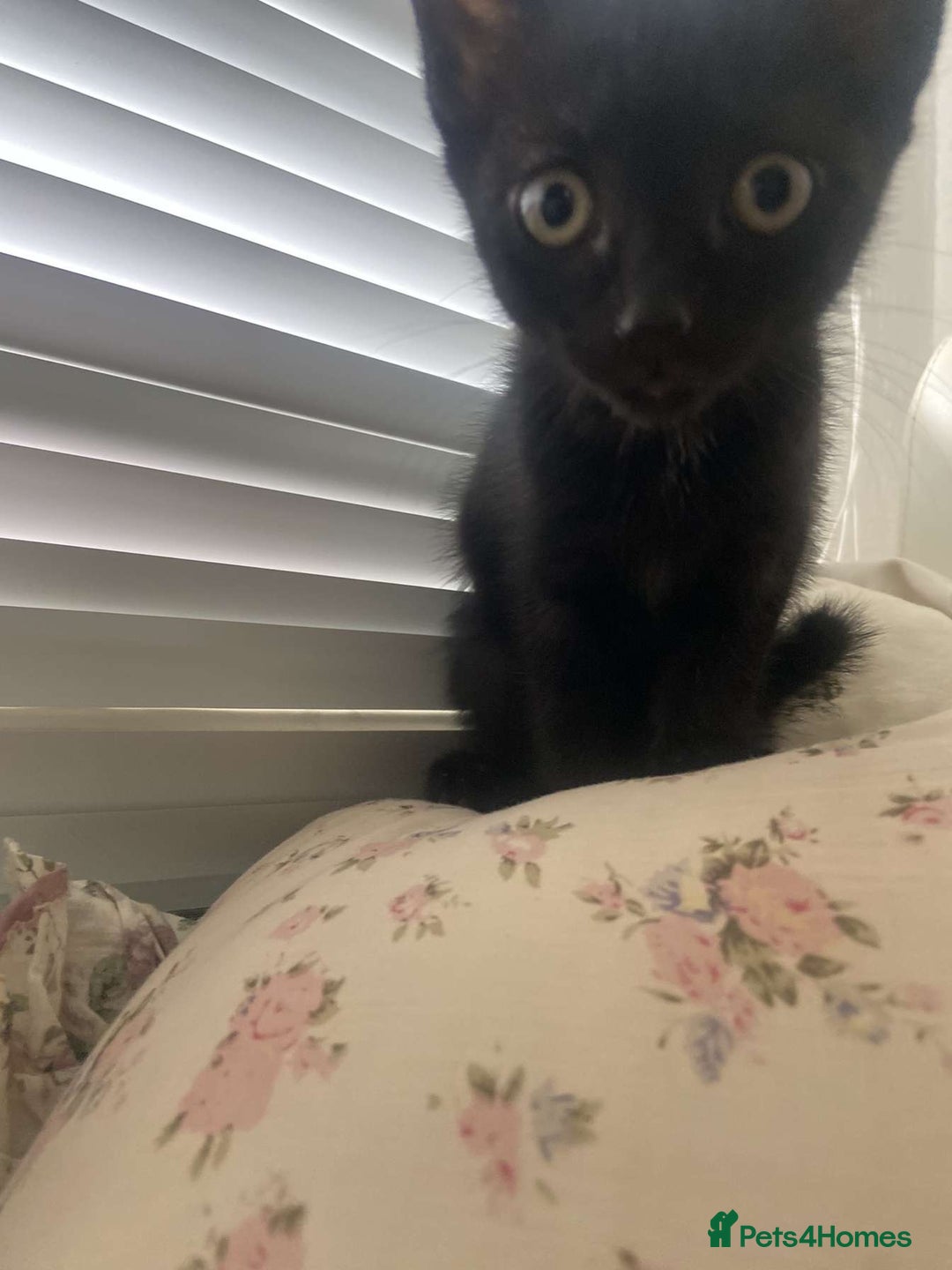 Mixed Breed cats for sale: Gorgeous Cuddly black kitten  - Image 9