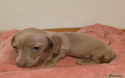 Miniature Dachshund dogs for sale: REDUCED LITTER KC REG mini Daxi  - Image 26