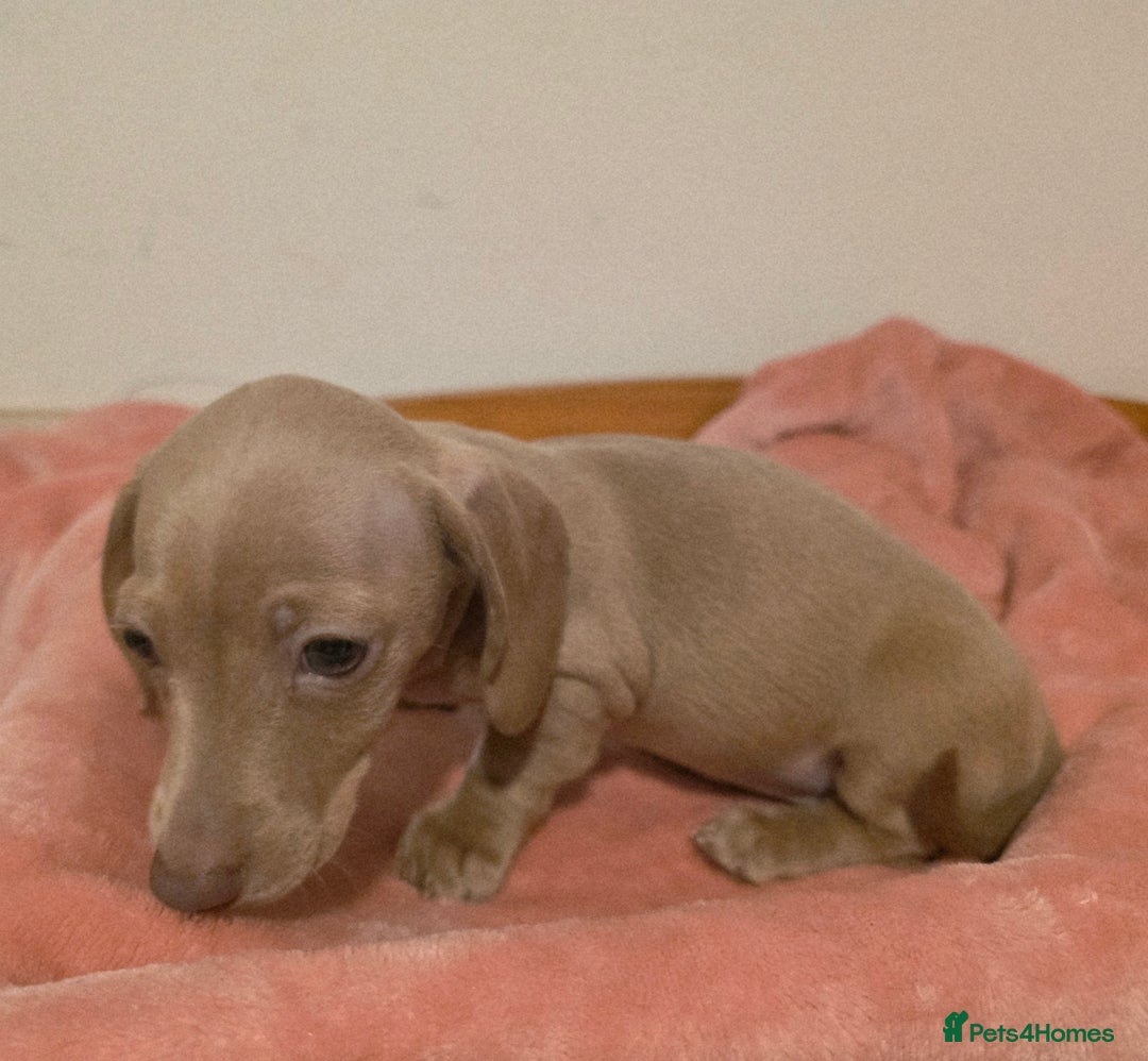 Miniature Dachshund dogs for sale: REDUCED LITTER KC REG mini Daxi  - Image 26
