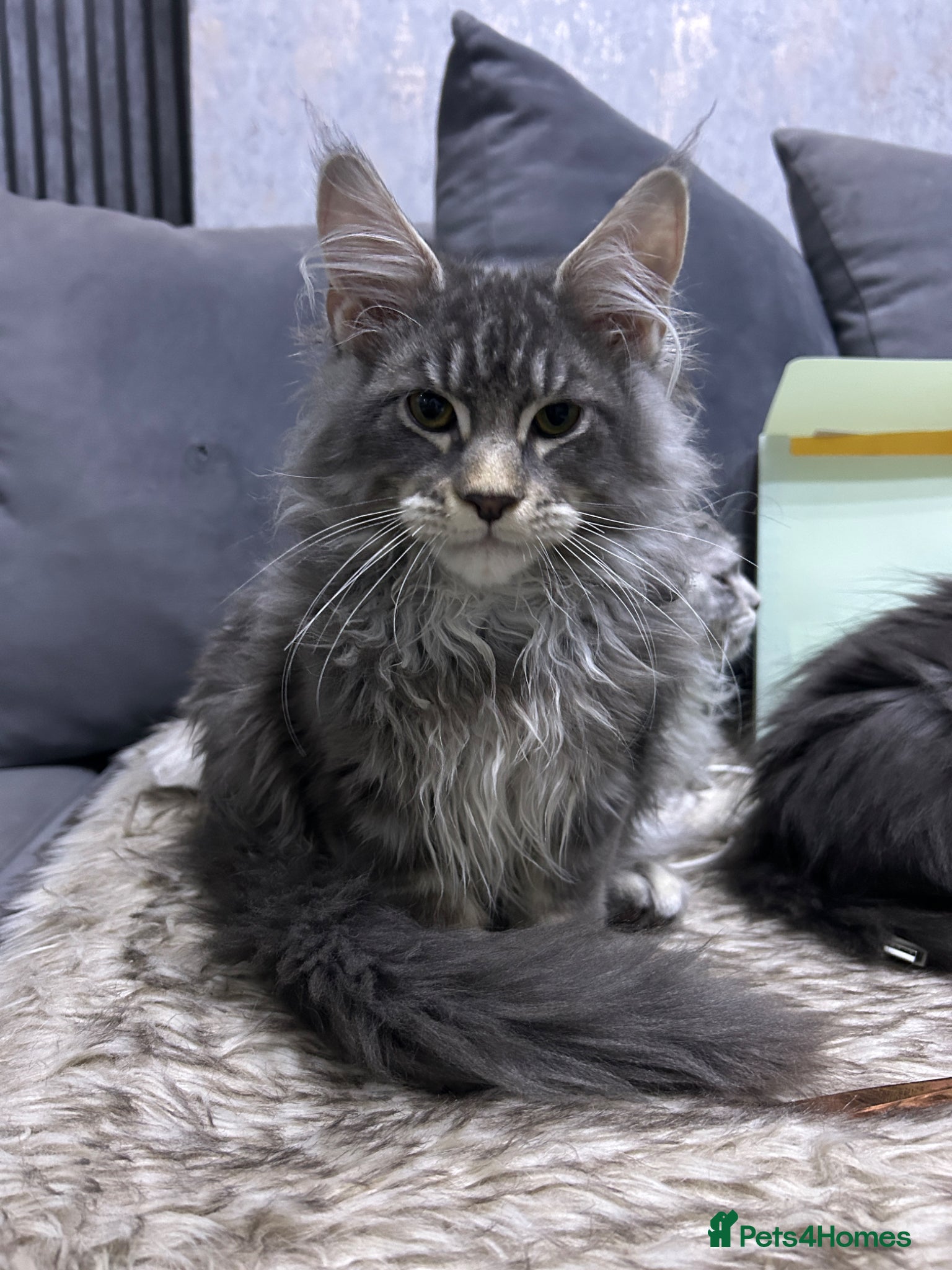 Maine Coon cats maine coon  - Advert 2