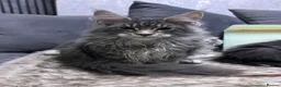 Maine Coon cats for sale: maine coon  - Advert 3