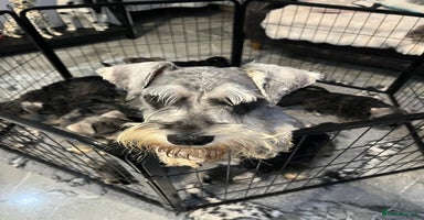 Miniature Schnauzer dogs - Advert 1