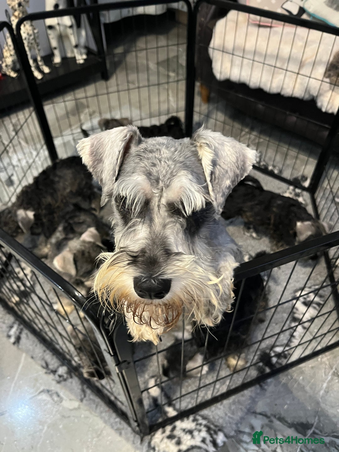 Miniature Schnauzer dogs for sale: Gorgeous home reared puppies ready soon - Image 3