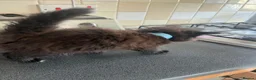 Mixed Breed cats for sale: Stunning Kittens Ready Now - Advert 20