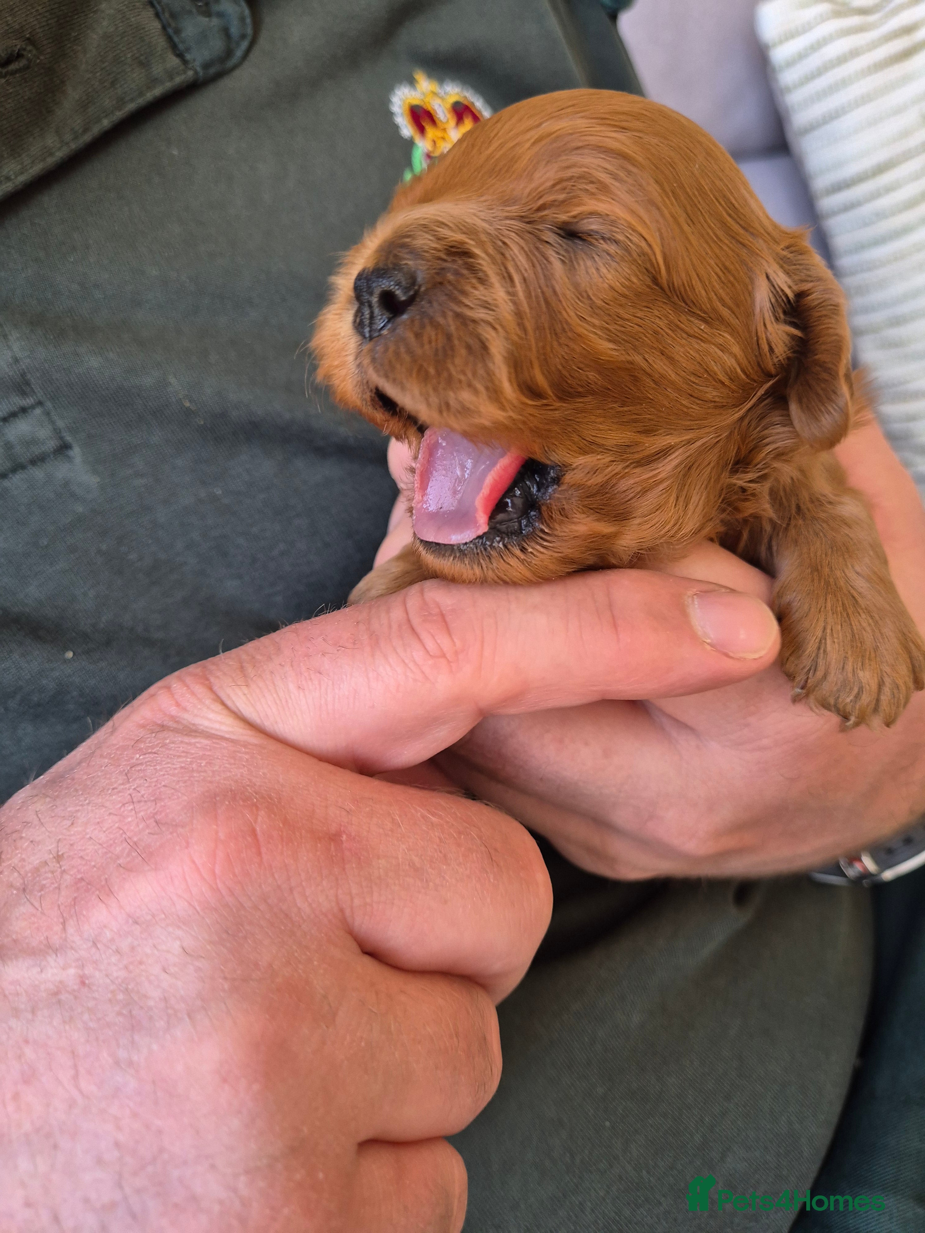 Cavapoo dogs for sale: Cavapoo puppies-deposits taken on all 3 - Advert 4
