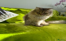 British Longhair cats for sale: British Longhair Kitten for sale  - Image 8