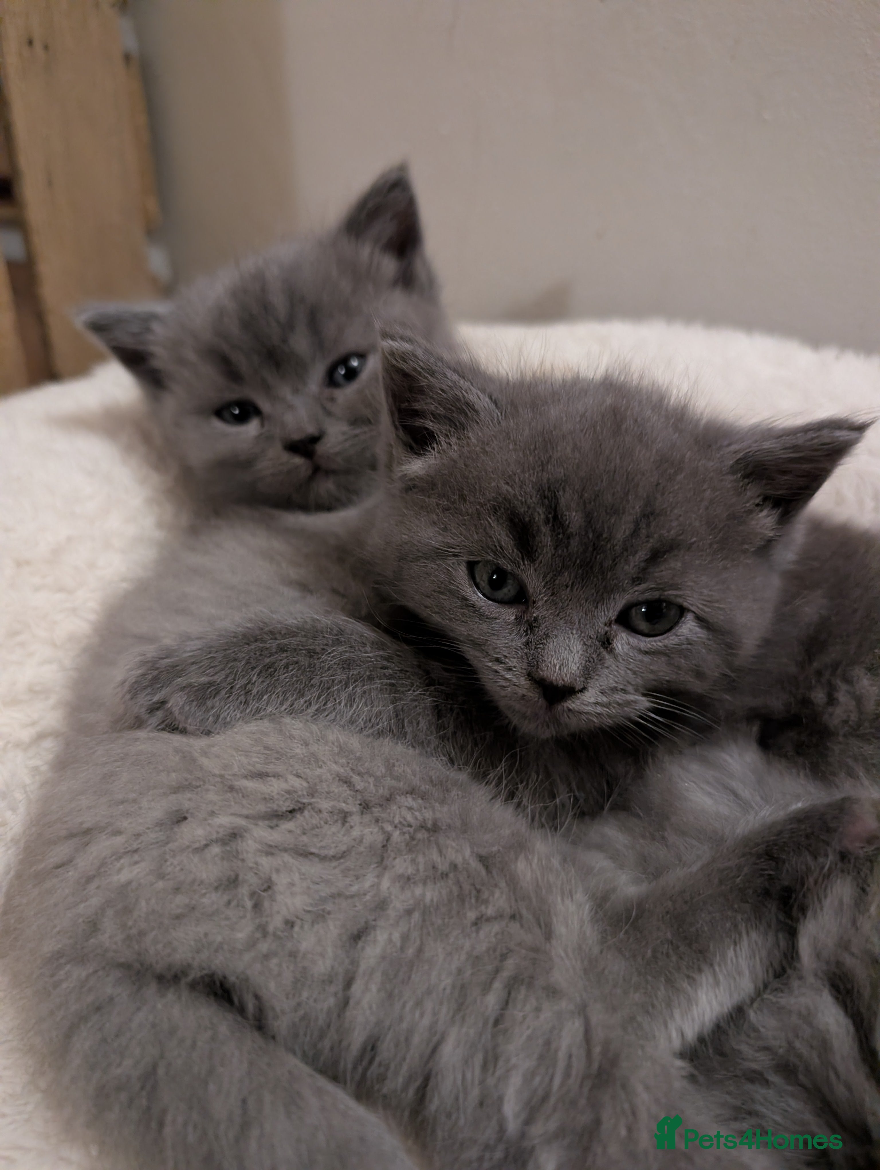 Mixed Breed cats Ragdoll X British short hair kittens  - Advert 15