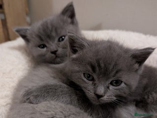 Mixed Breed cats Ragdoll X British short hair kittens - Advert 15