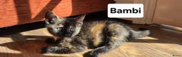 Mixed Breed cats for sale: 4 Beautiful kittens - Advert 22