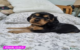 Cocker Spaniel dogs for sale: 🐾 Beautiful Show Cocker Spaniel Puppys - Image 19