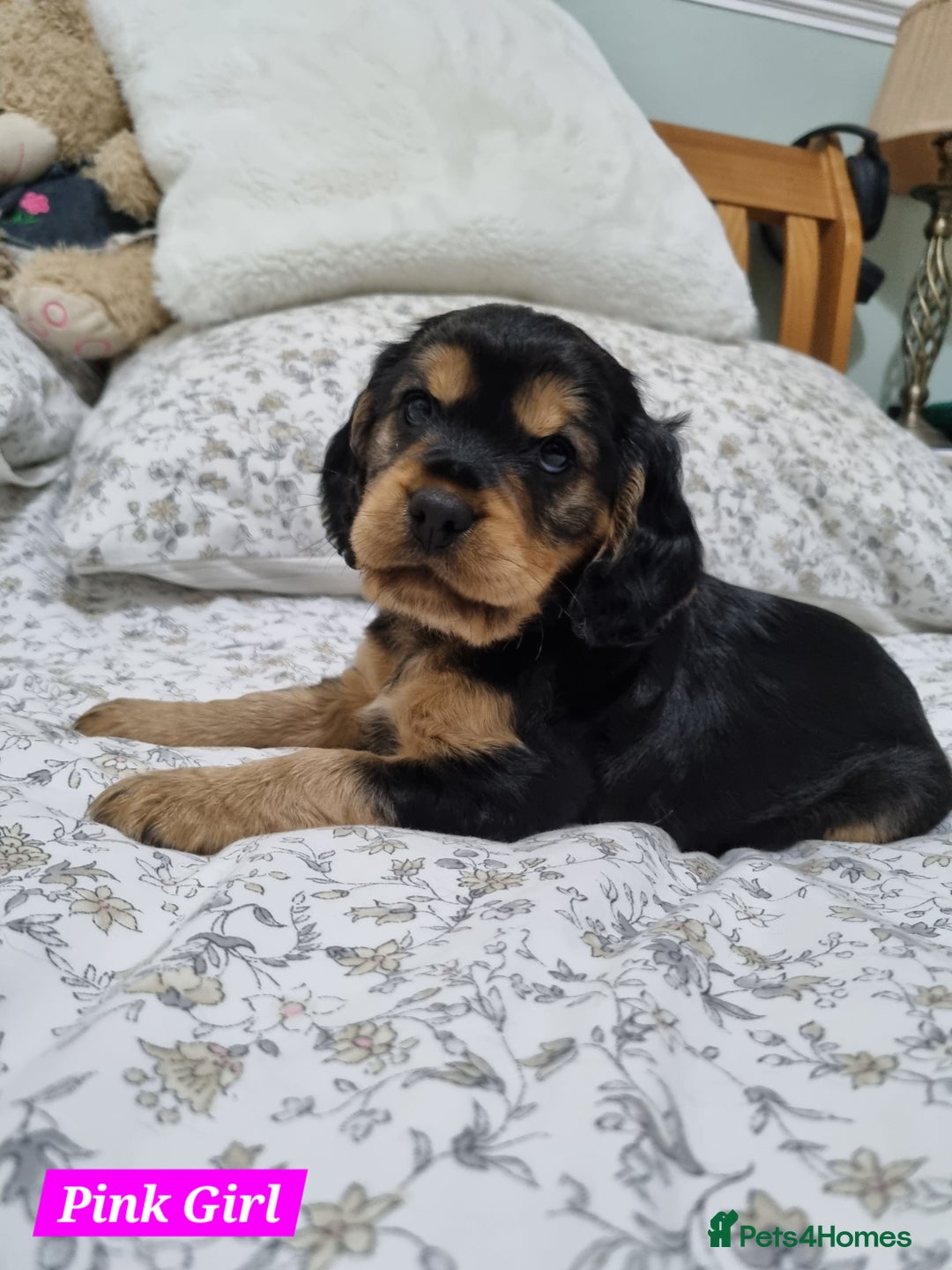 Cocker Spaniel dogs for sale: 🐾 Beautiful Show Cocker Spaniel Puppys - Image 19