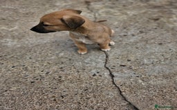 Mixed Breed dogs for sale: Lurcher puppies for sale - Image 16