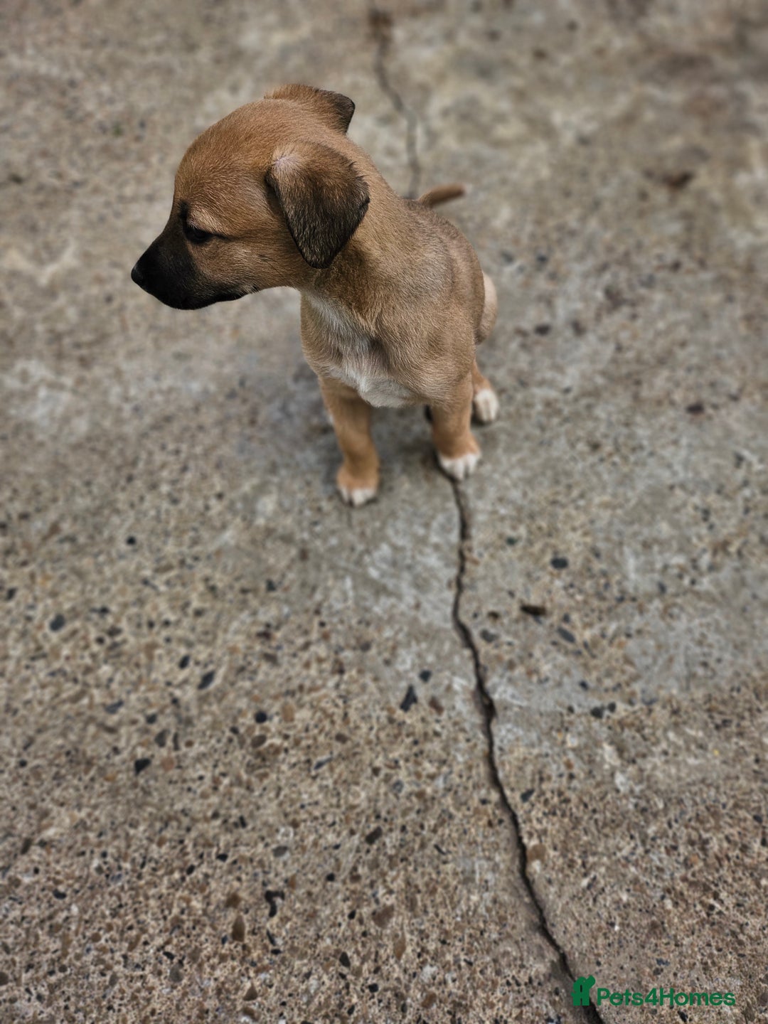 Mixed Breed dogs for sale: Lurcher puppies for sale - Image 16