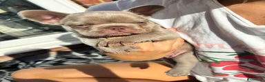 French Bulldog 1