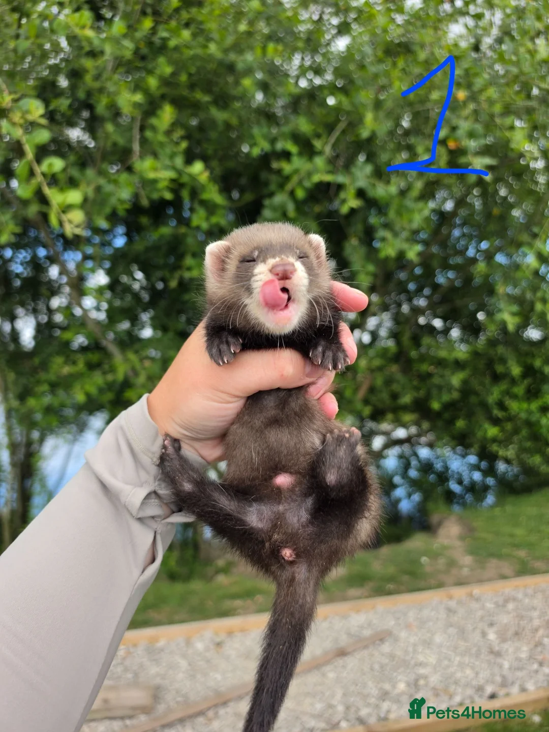 Ferret rodents for sale: Ferret hobs  - Advert 1