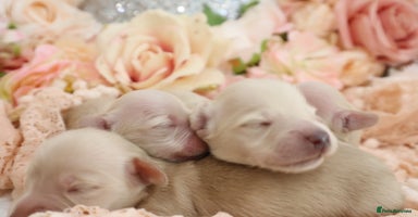 Miniature Dachshund dogs - Advert 6