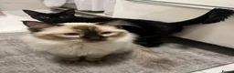 Mixed Breed cats for sale: Ragdoll Cross Kittens  - Advert 2