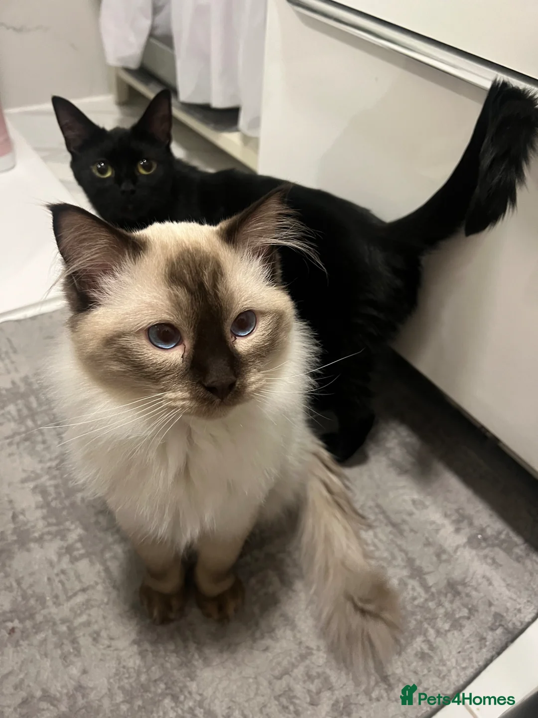 Mixed Breed cats for sale: Ragdoll Cross Kittens  - Advert 2