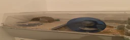 Hamster rodents for sale: Roboroski Hamster - Advert 2