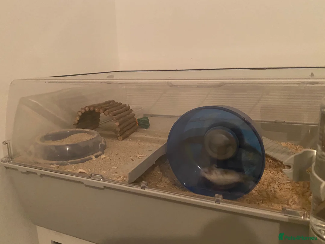 Hamster rodents for sale: Roboroski Hamster - Advert 2