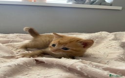 Mixed Breed cats for sale: Kittens for sale  - Image 8