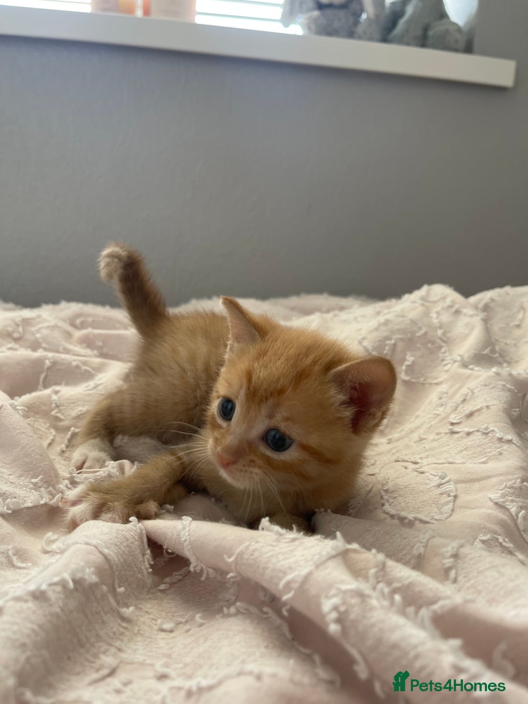 Mixed Breed cats for sale: Kittens for sale  - Image 8