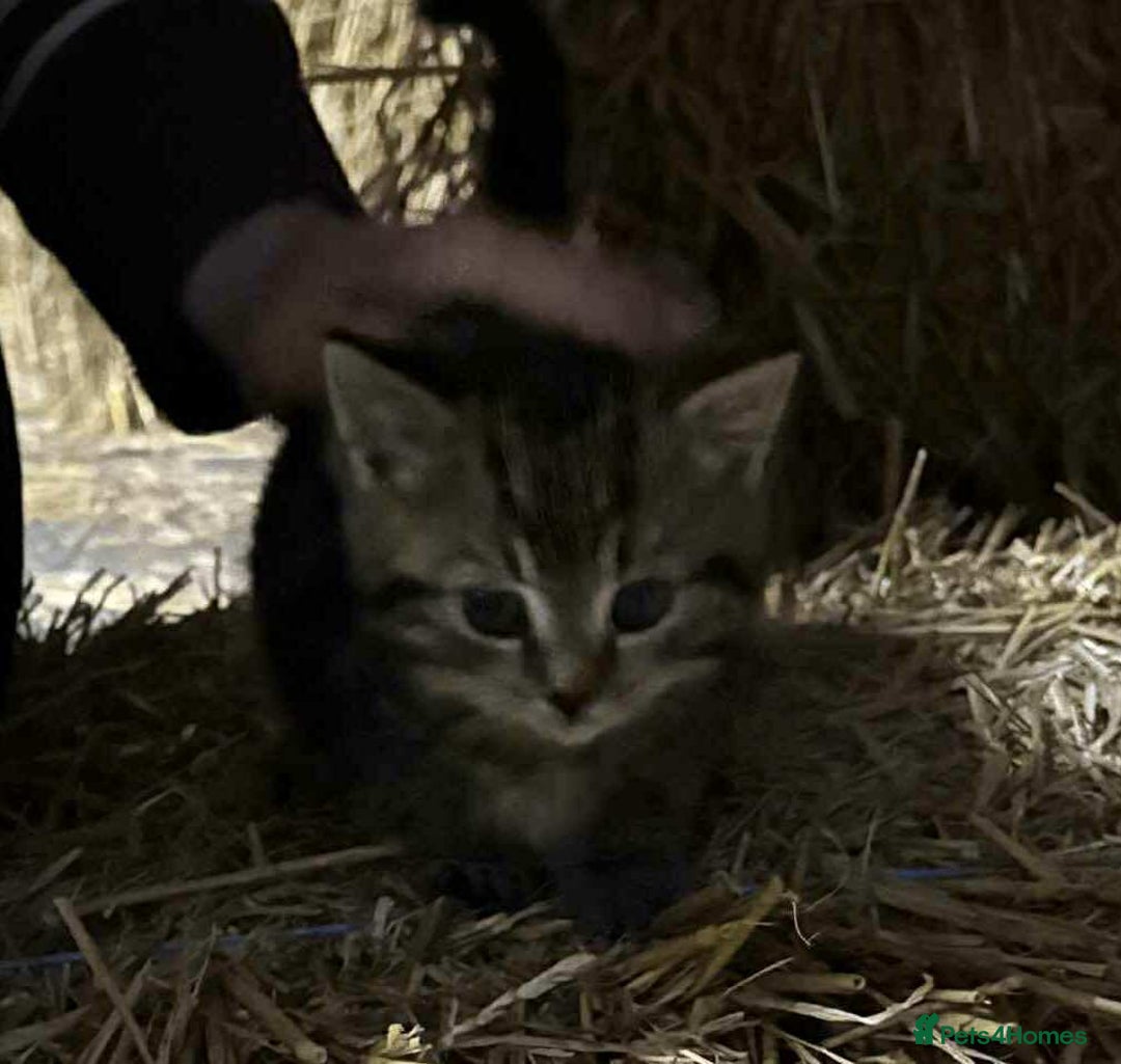 Mixed Breed cats for sale: Farm Kittens Available - Advert 7
