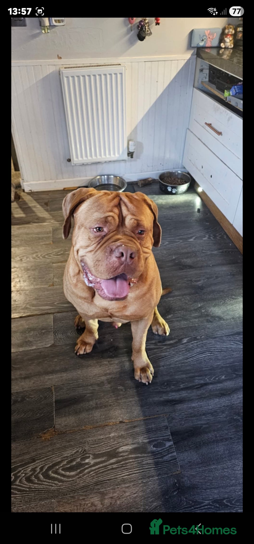 Dogue De Bordeaux dogs for sale: This is hooch male 3 years old  - Advert 3