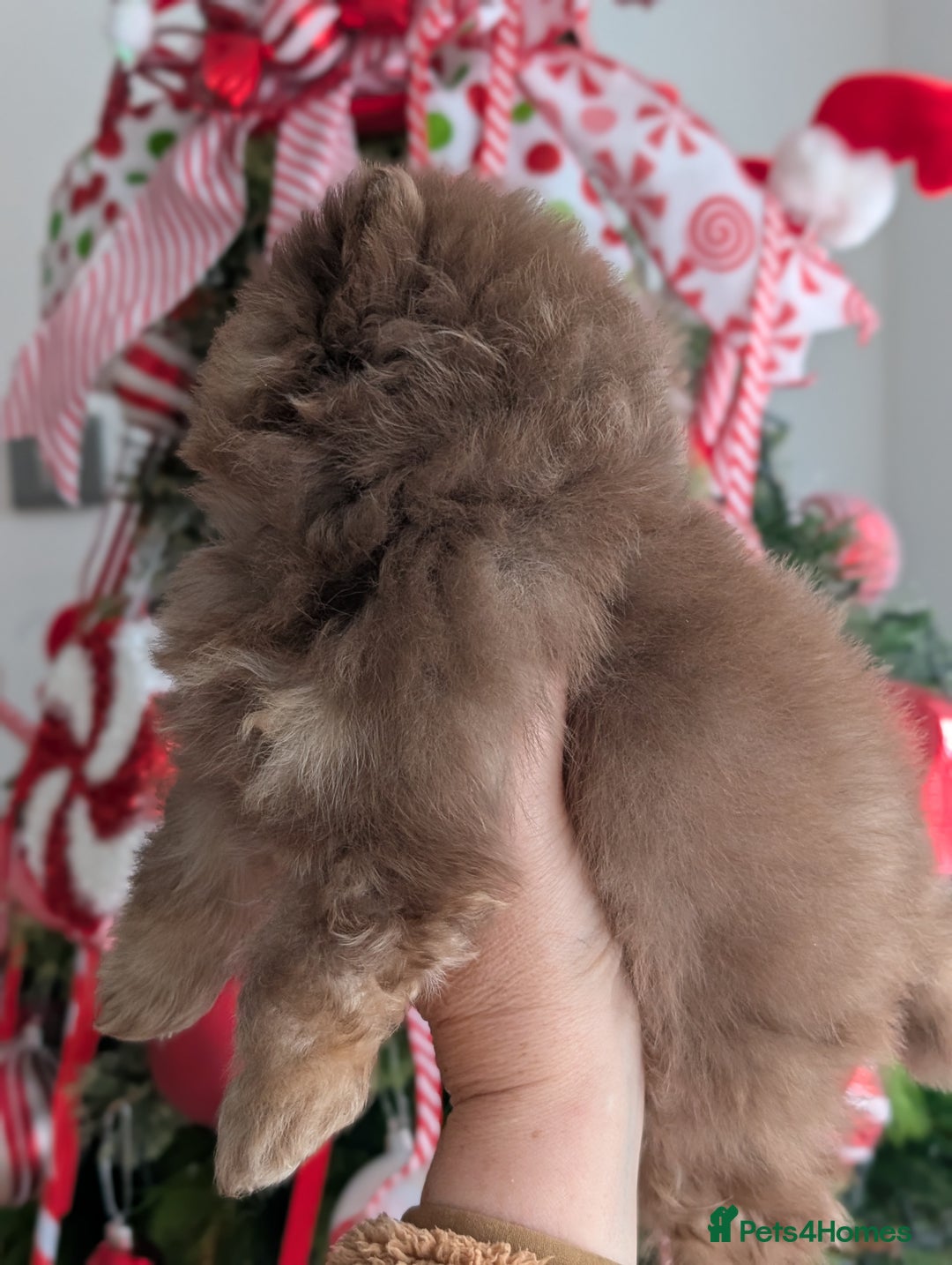 Pomeranian dogs for sale: All pups reserved  - Advert 18
