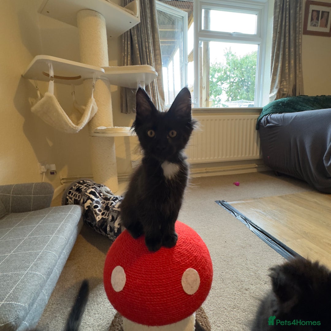 Maine Coon cats for sale: Purr Machines Ready Now - GCCF Reg Maine Coons - Image 21