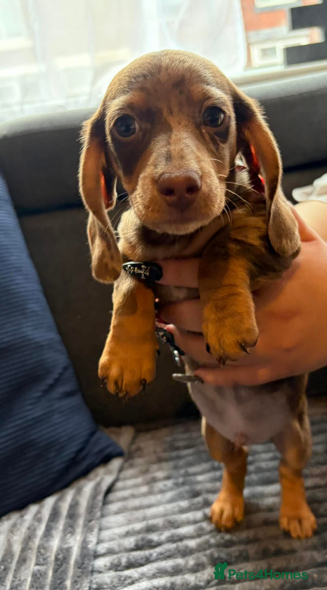 Miniature Dachshund dogs KC registered Miniature Dachshund puppies  - Advert 1