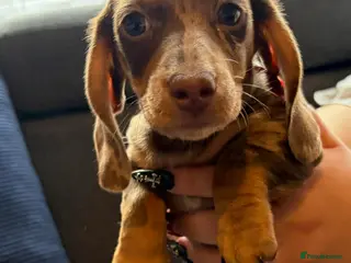 Miniature Dachshund dogs KC registered Miniature Dachshund puppies - Advert 3