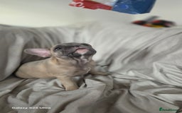 French Bulldog dogs for sale: French bulldog  - Image 10