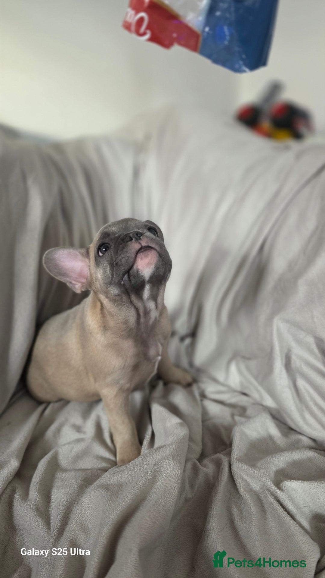 French Bulldog dogs for sale: French bulldog  - Image 10