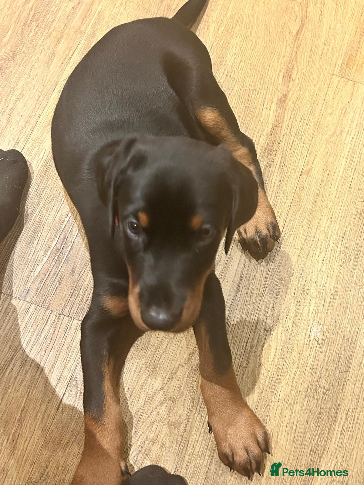 Dobermann dogs KC Registered big and strong Doberman puppies!! - Advert 2