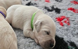 Golden Retriever dogs for sale: GOLDEN RETRIEVER PUPPIES - you will fall in love  - Image 30